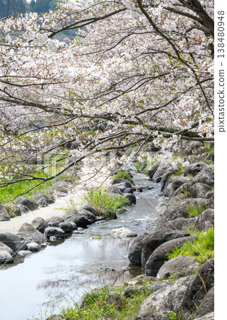 菊池市著名的賞櫻地點 菊池市著名的賞櫻地點 138480948