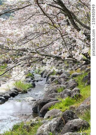 菊池市著名的賞櫻地點 菊池市著名的賞櫻地點 138480949