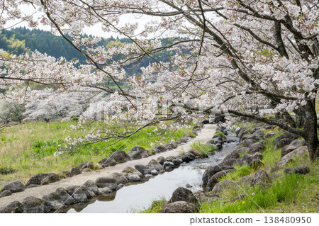 菊池市著名的賞櫻地點 菊池市著名的賞櫻地點 138480950