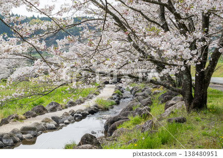 菊池市著名的賞櫻地點 菊池市著名的賞櫻地點 138480951