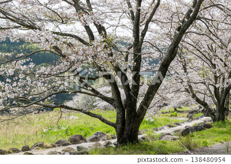 菊池市著名的賞櫻地點 菊池市著名的賞櫻地點 138480954