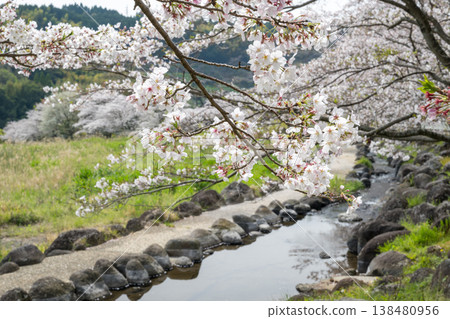 菊池市著名的賞櫻地點 菊池市著名的賞櫻地點 138480956