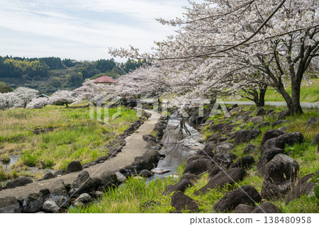 菊池市著名的賞櫻地點 138480958