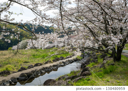 Famous cherry blossom spots in Kikuchi 138480959