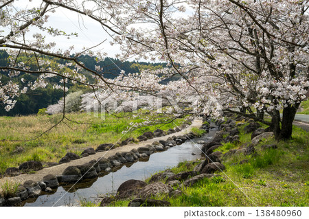 Famous cherry blossom spots in Kikuchi 138480960