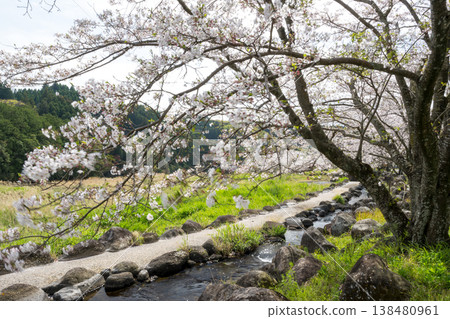 Famous cherry blossom spots in Kikuchi Famous cherry blossom spots in Kikuchi 138480961