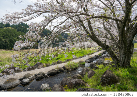菊池市著名的賞櫻地點 138480962