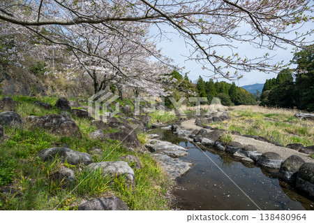 Famous cherry blossom spots in Kikuchi Famous cherry blossom spots in Kikuchi 138480964