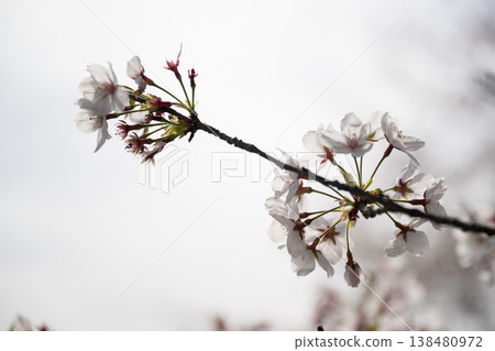 Famous cherry blossom spots in Kikuchi Famous cherry blossom spots in Kikuchi 138480972