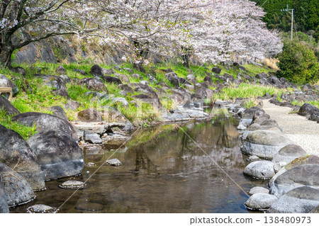 Famous cherry blossom spots in Kikuchi Famous cherry blossom spots in Kikuchi 138480973