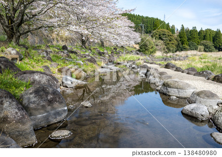 Famous cherry blossom spots in Kikuchi Famous cherry blossom spots in Kikuchi 138480980