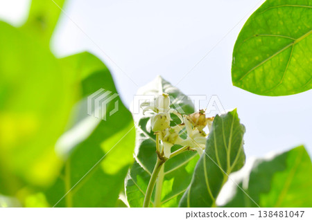 Crown Flower, Giant Indian Milkweed or Gigantic or apocynaceae, Asclepiadoideae or Calotropis or Calotropis gigantea or white flower Crown Flower, Giant Indian Milkweed or Gigantic or apocynaceae, Asclepiadoideae or Calotropis or Calotropis gigantea or white flower 138481047