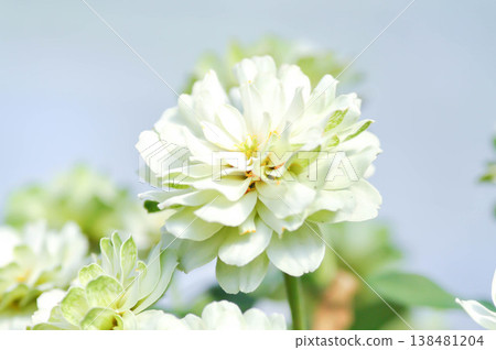 zinnia, elegant zinnia or Zinnia Double Zahara or Zinnia elegans or white flower zinnia, elegant zinnia or Zinnia Double Zahara or Zinnia elegans or white flower 138481204