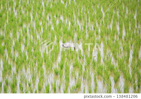 Anastomus oscitans, Asian openbill or Asian Openbill stork or Ciconia boyciana or  Oriental stork or bird in the rice field 138481206