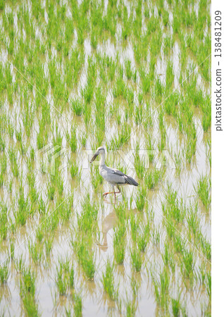 Anastomus oscitans, Asian openbill or Asian Openbill stork or Ciconia boyciana or  Oriental stork or bird in the rice field 138481209