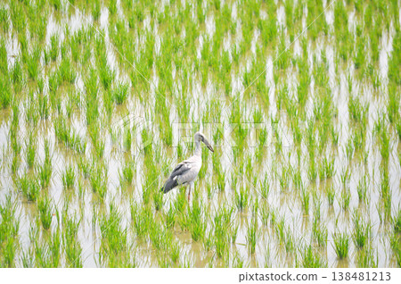 Anastomus oscitans, Asian openbill or Asian Openbill stork or Ciconia boyciana or Oriental stork or bird in the rice field Anastomus oscitans, Asian openbill or Asian Openbill stork or Ciconia boyciana or Oriental stork or bird in the rice field 138481213