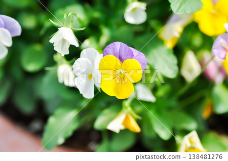 Pansies, Pansy or Viola or Viola cornuta or Viola lutea or Viola x wittrockiana flower or yellow and purple pansy flower Pansies, Pansy or Viola or Viola cornuta or Viola lutea or Viola x wittrockiana flower or yellow and purple pansy flower 138481276