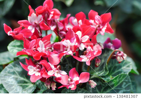 Cyclamen persicum, Florists Cyclamen or Cyclamen , Cyclamen persicum Mill or Primulaceae or red and white flower Cyclamen persicum, Florists Cyclamen or Cyclamen , Cyclamen persicum Mill or Primulaceae or red and white flower 138481307