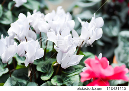 Cyclamen persicum, Florists Cyclamen or Cyclamen , Cyclamen persicum Mill or Primulaceae or white flower Cyclamen persicum, Florists Cyclamen or Cyclamen , Cyclamen persicum Mill or Primulaceae or white flower 138481310