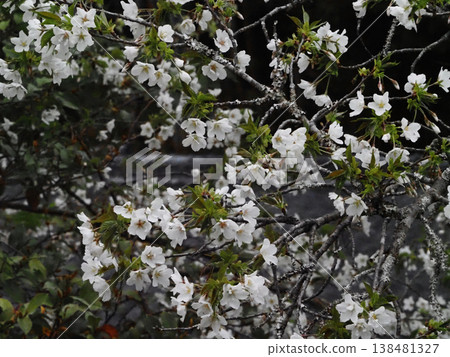 Cherry branches bathed in sunlight and flowers in the shade (Oshima cherry trees at Haruno Sports Park) Cherry branches bathed in sunlight and flowers in the shade (Oshima cherry trees at Haruno Sports Park) 138481327