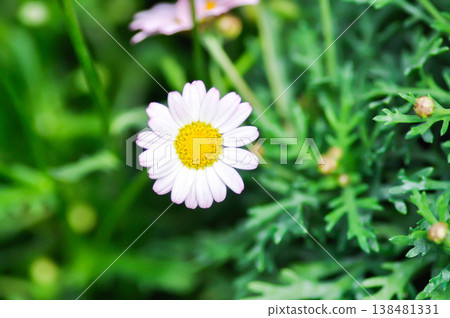 daisy flower or Japan daisy or Bellis perennis or daisy flower or Gold Carpet or Gloden Fleece or Asteraceae or white flower daisy flower or Japan daisy or Bellis perennis or daisy flower or Gold Carpet or Gloden Fleece or Asteraceae or white flower 138481331