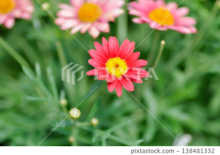 Paris Daisy or Argyranthemum, Argyranthemum Madeira Red or Marguerite Daisy or red daisy or red flower Paris Daisy or Argyranthemum, Argyranthemum Madeira Red or Marguerite Daisy or red daisy or red flower 138481332