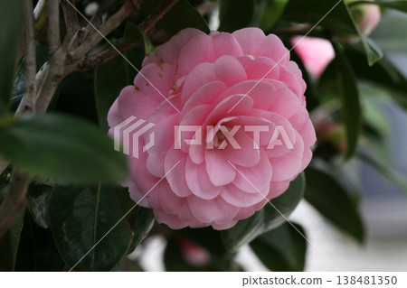 Beautiful pink camellia flowers Beautiful pink camellia flowers 138481350
