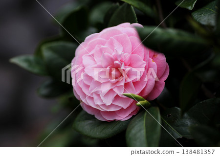 Beautiful pink camellia flowers Beautiful pink camellia flowers 138481357