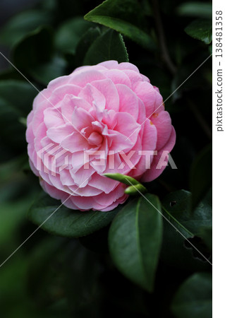 美麗的粉紅色山茶花 138481358