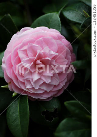 Beautiful pink camellia flowers Beautiful pink camellia flowers 138481359