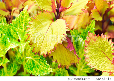 Coleus, Labiatae, Lamiaceae or Painted Nettle or Plectranthus scutellarioides or Solenostemon scutellarioides or yellow and red leaf Coleus, Labiatae, Lamiaceae or Painted Nettle or Plectranthus scutellarioides or Solenostemon scutellarioides or yellow and red leaf 138481417
