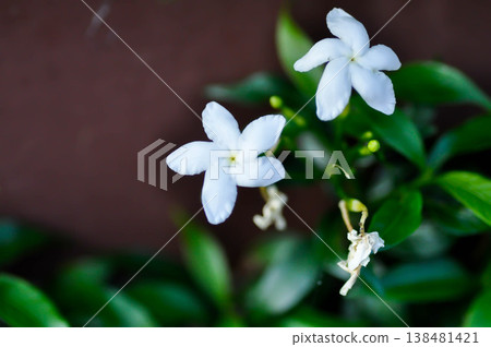 RUBIACEAE or white flower 138481421