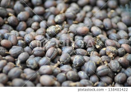 coffee bean or coffee seed or dry the coffee seed coffee bean or coffee seed or dry the coffee seed 138481422