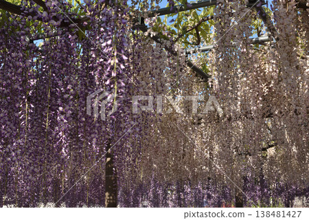 對馬天王河公園:紫白相間的紫藤(愛知縣對馬市) 對馬天王河公園:紫白相間的紫藤(愛知縣對馬市) 138481427