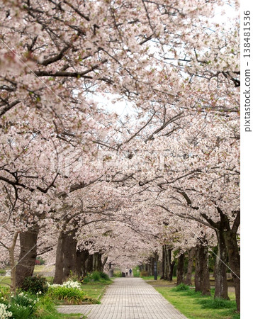 Yoshino cherry tree in full bloom Yoshino cherry tree in full bloom 138481536