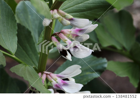 蠶豆花 蠶豆花 138481552