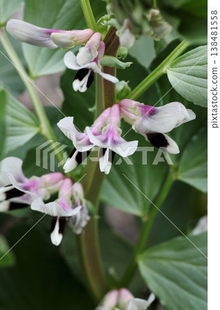 蠶豆花 蠶豆花 138481558