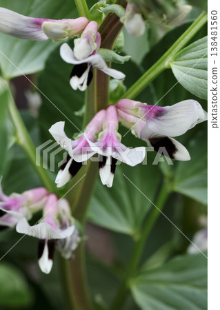 蠶豆花 蠶豆花 138481560
