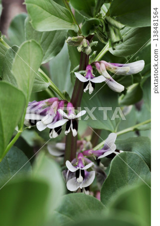 Broad bean flowers Broad bean flowers 138481564