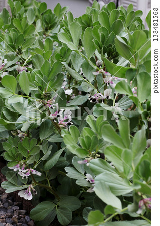 Broad bean flowers Broad bean flowers 138481568