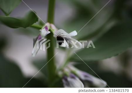 蠶豆花 蠶豆花 138481570