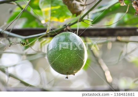 Passion fruit, Passiflora laurifolia L or Jamaica honey suckle or Yellow granadilla or Passifloraceae or passion fruit plant Passion fruit, Passiflora laurifolia L or Jamaica honey suckle or Yellow granadilla or Passifloraceae or passion fruit plant 138481681