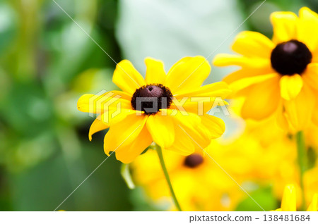 Black Eyed Susan or acanthaceae, Asteraceae or Rudbeckia hirta or Thunbergia alata or Thunbergia alata Bojer ex Sims or Rudbeckia fulgida or yellow flower Black Eyed Susan or acanthaceae, Asteraceae or Rudbeckia hirta or Thunbergia alata or Thunbergia alata Bojer ex Sims or Rudbeckia fulgida or yellow flower 138481684