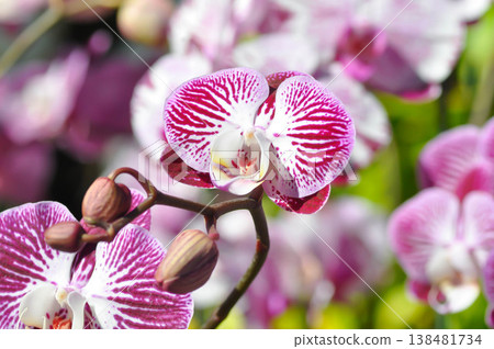 Moon Orchid, moth orchid or Phalaenopsis or Phalaenopsis amabilis or pink and red flower or pink and red orchid Moon Orchid, moth orchid or Phalaenopsis or Phalaenopsis amabilis or pink and red flower or pink and red orchid 138481734