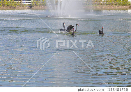 Black Swan, swan or Cygnus atratus or black swan in the pool Black Swan, swan or Cygnus atratus or black swan in the pool 138481736