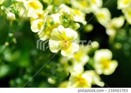 Nemesia or Nemesia strumosa or Scrophulariaceae ,yellow flower Nemesia or Nemesia strumosa or Scrophulariaceae ,yellow flower 138481763