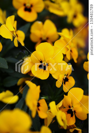 中提琴花 138481789