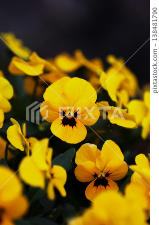 Viola flowers Viola flowers 138481790