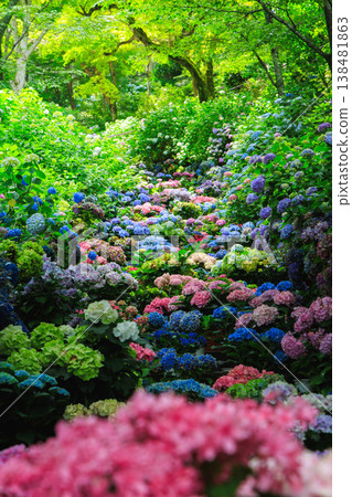 Hydrangeas decorating the stone steps of Hase-dera Temple (Sakurai City, Nara Prefecture) 138481863