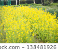 Rape blossoms 138481926